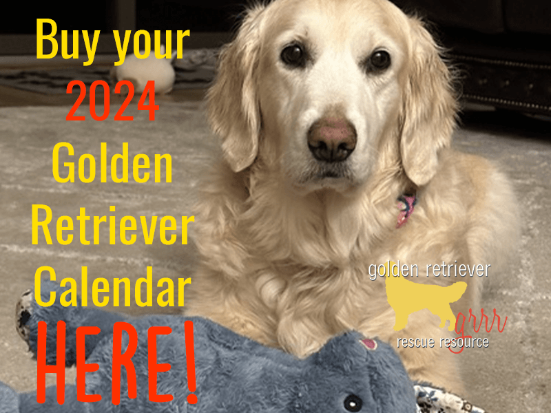 Buy your 2024 golden retriever calendars now.
